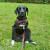 Liebevolles Zuhause für Nala gesucht