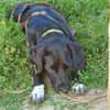 Liebevolles Zuhause für Nala gesucht