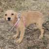 Senna, kleiner Welpe sucht neues Zuhause