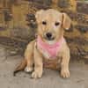 Leo, lustiger Welpe sucht neues Zuhause