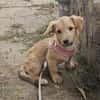 Leo, lustiger Welpe sucht neues Zuhause