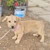 Leo, lustiger Welpe sucht neues Zuhause