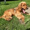 Eddy sucht ein liebevolles Zuhause