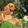 Eddy sucht ein liebevolles Zuhause