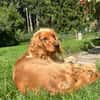 Eddy sucht ein liebevolles Zuhause