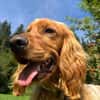Eddy sucht ein liebevolles Zuhause