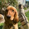 Eddy sucht ein liebevolles Zuhause