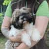 Brutus, frecher Welpe
