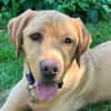MR. SAM - bildhübscher Labrador-Bub