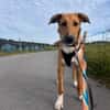 Marco, liebevoller Herzenshund, 6M 82418