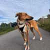 Marco, liebevoller Herzenshund, 6M 82418