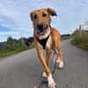 Marco, liebevoller Herzenshund, 6M 82418