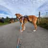 Marco, liebevoller Herzenshund, 6M 82418