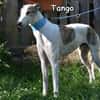 TANGO
