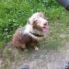 Henry-aktiver Aussie sucht Beschäftigug
