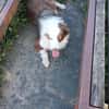 Henry-aktiver Aussie sucht Beschäftigug