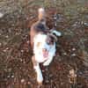 Henry-aktiver Aussie sucht Beschäftigug