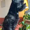 Watson (3 Jahre alter Havaneser)