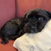 Watson (3 Jahre alter Havaneser)