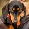 Lilly - liebe anhängliche kleine Hündin