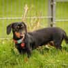 Lilly - liebe anhängliche kleine Hündin
