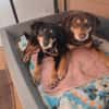 Lord und Lea sind zwei tolle Senioren