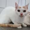 SURI CHA