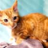 Poum [Chaton]