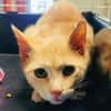 Polochon [Chaton]