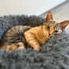 FELINE