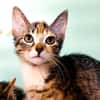Pim [Chaton]
