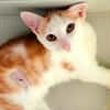 Tarama [Chaton]