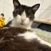 OLIVER en SOS URGENT