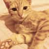 PHEBUS