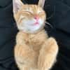 PHEBUS