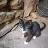 SACHA