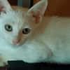 Niveo