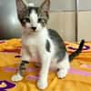 Arturo, mâle, chat européen, né le 09/06/2025 🐱