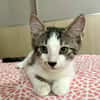 Arturo, mâle, chat européen, né le 09/06/2025 🐱