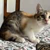 Gracie, femelle, chat européen, née le 05/06/2025 🐱
