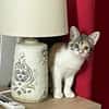 Gracie, femelle, chat européen, née le 05/06/2025 🐱