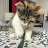 Gracie, femelle, chat européen, née le 05/06/2025 🐱