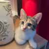 Jasper, mâle, chat européen, né le 09/06/2025 🐱