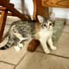 Jasper, mâle, chat européen, né le 09/06/2025 🐱