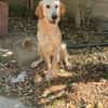 RAFFY mix golden retriever