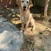 RAFFY mix golden retriever
