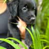Alia, femelle croisée berger, née le 01/07/2025 🐶