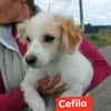 CEFILA