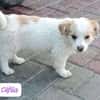 CEFILA