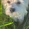 YELLA * lustiger flotter Feger